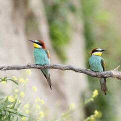 single non per scelta