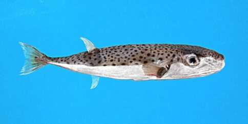 Lagocephalus sceleratus