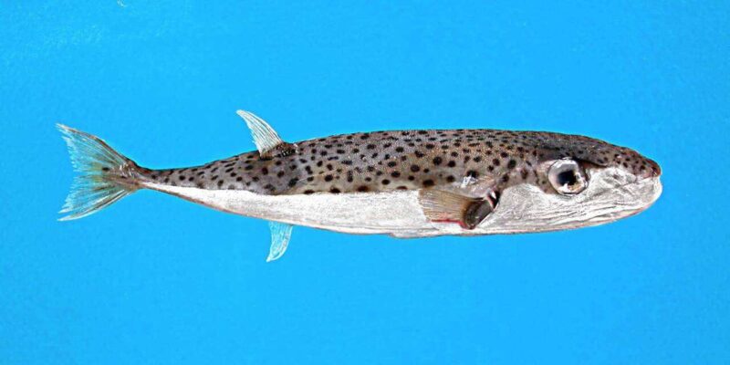 Lagocephalus sceleratus