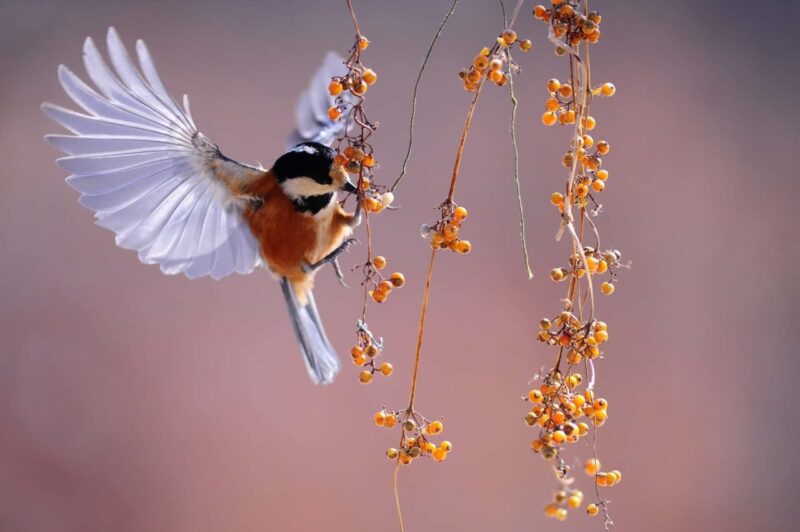 Birdwatching: il Perù ospita i migliori ornitologi del mondo Birdwatching