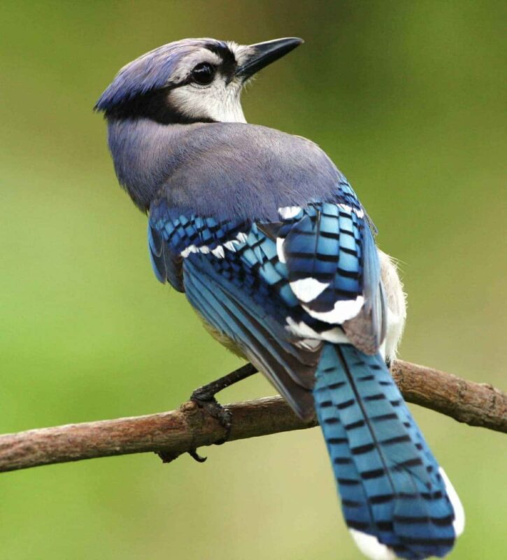 Birdwatching: il Perù ospita i migliori ornitologi del mondo Birdwatching