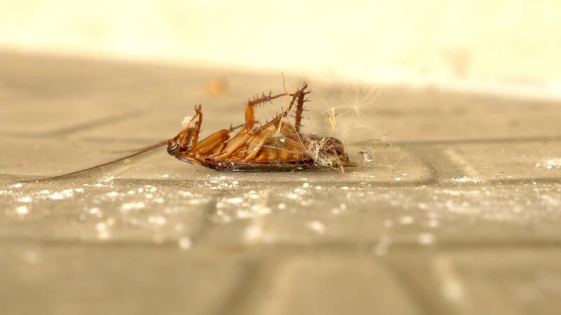 come eliminare gli scarafaggi