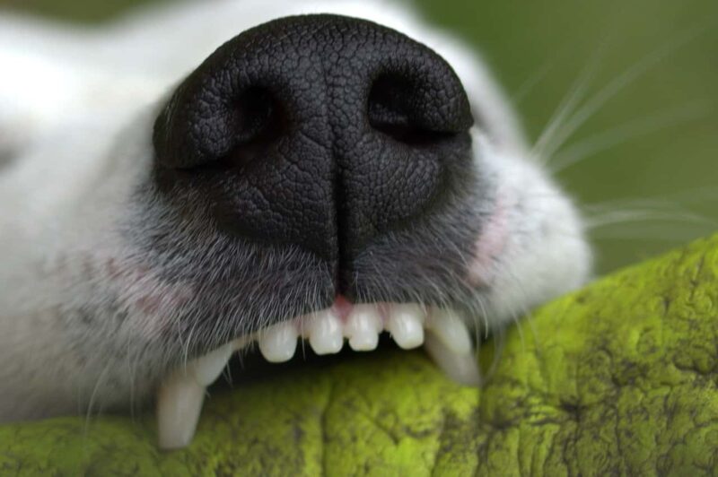 Come prendersi cura del proprio cane, consigli utili denti del cane