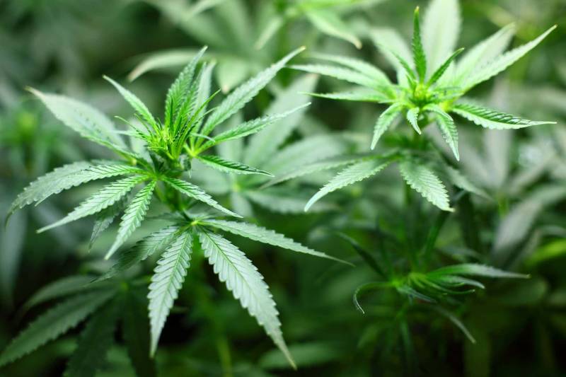 Cannabis danneggia il cervello
