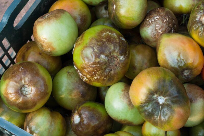 Peronospora del pomodoro