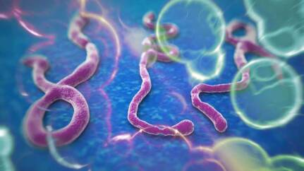 Come si contrae il virus ebola