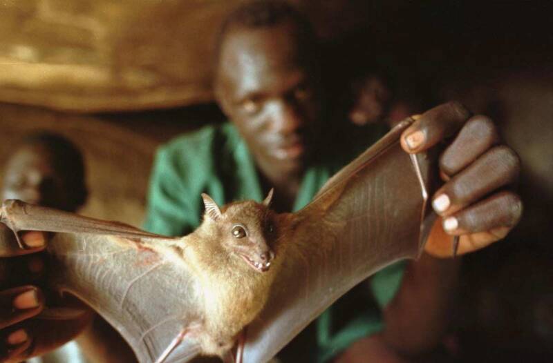 Come si contrae il virus ebola Pipistrello e il virus ebola
