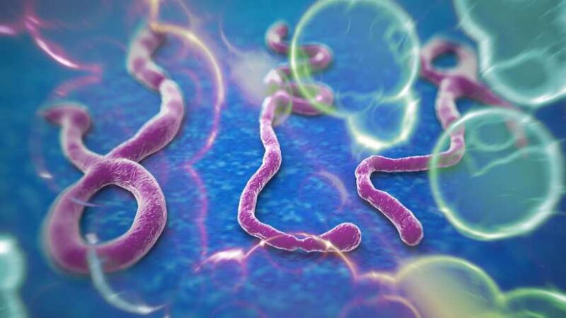 Come si contrae il virus ebola