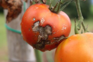 Peronospora del pomodoro