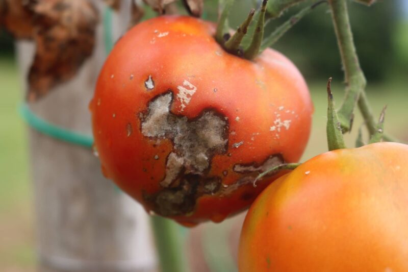 Peronospora del pomodoro