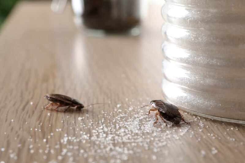 come eliminare gli scarafaggi