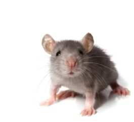 come allontanare i topi