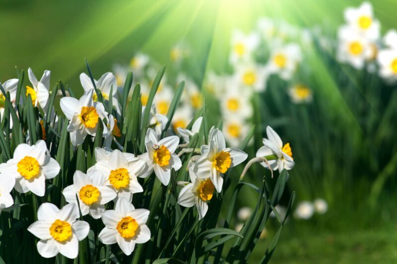 fiore del Narciso