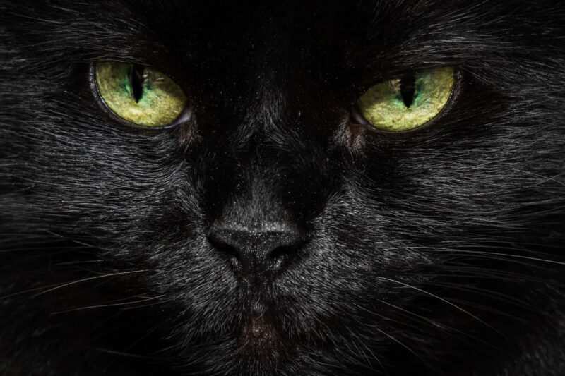 nomi per gatti neri