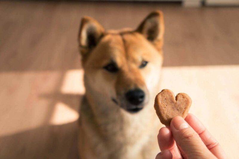 biscotti per cani