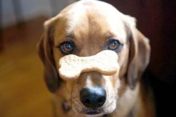 ricette di biscotti per cani