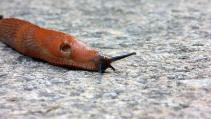 lumache senza guscio