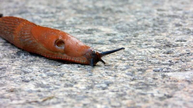 lumache senza guscio