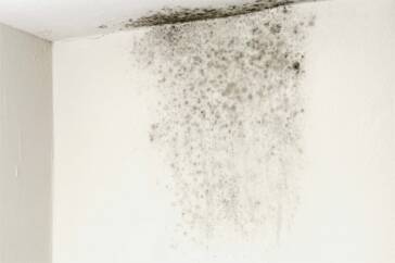 Muffa sul muro umidità in casa