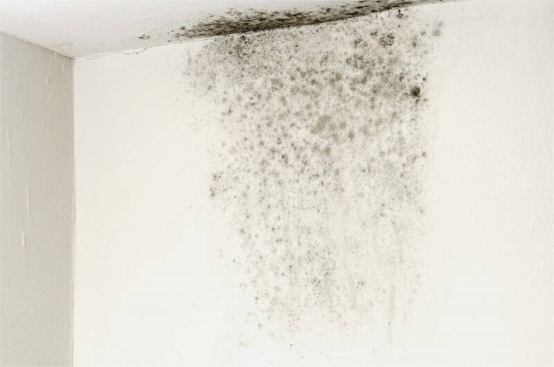 Muffa sul muro umidità in casa