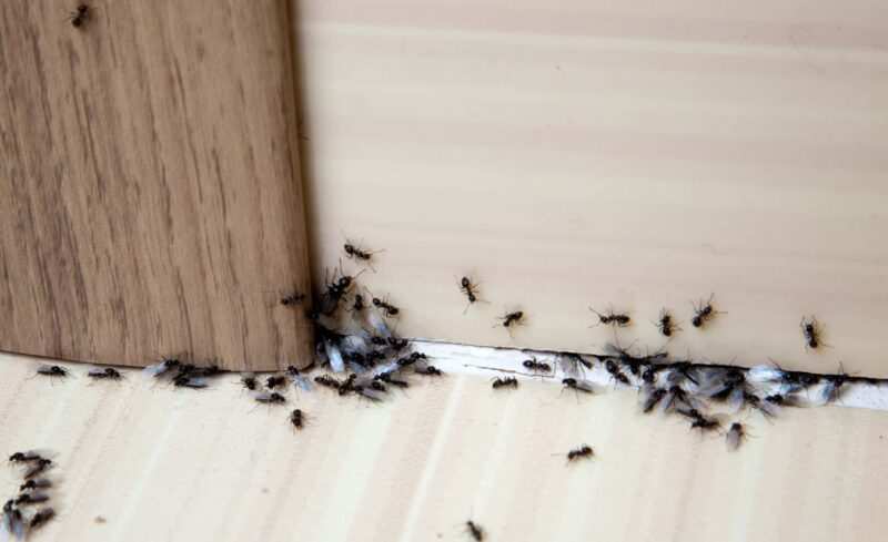 Come allontanare le formiche