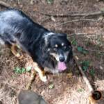 Passeggiata a cavallo Calambrone