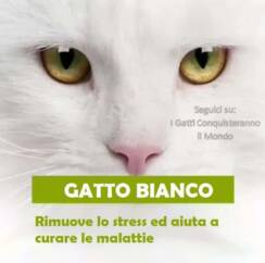 gatto bianco