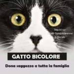 gatto bicolore