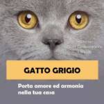 gatto grigio