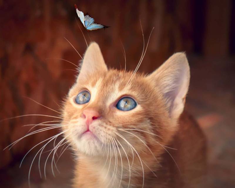 gattino rosso con farfalla