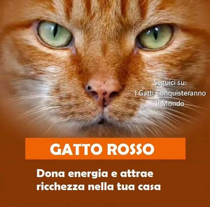 gatto rosso significato gatto rosso significato