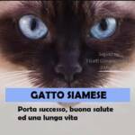 gatto siamese