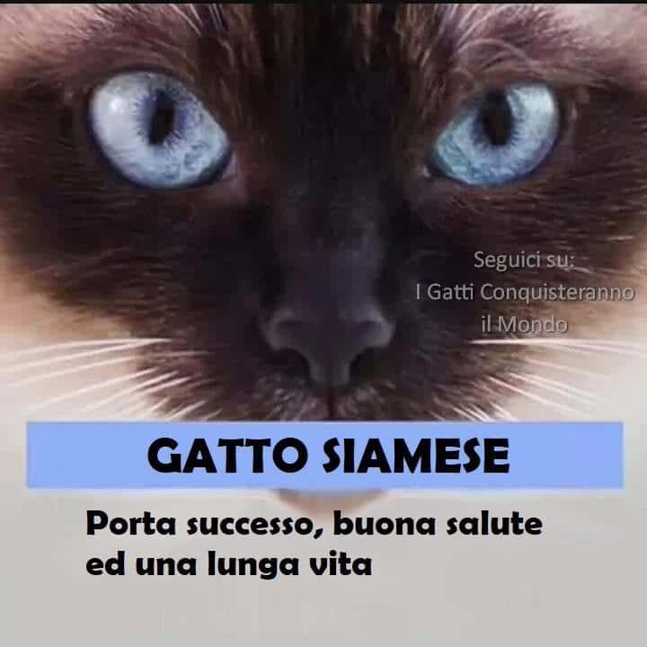 gatto siamese gatto siamese