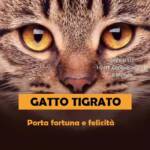 gatto tigrato