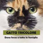 gatto tricolore
