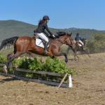 Caccia alla volpe simulata