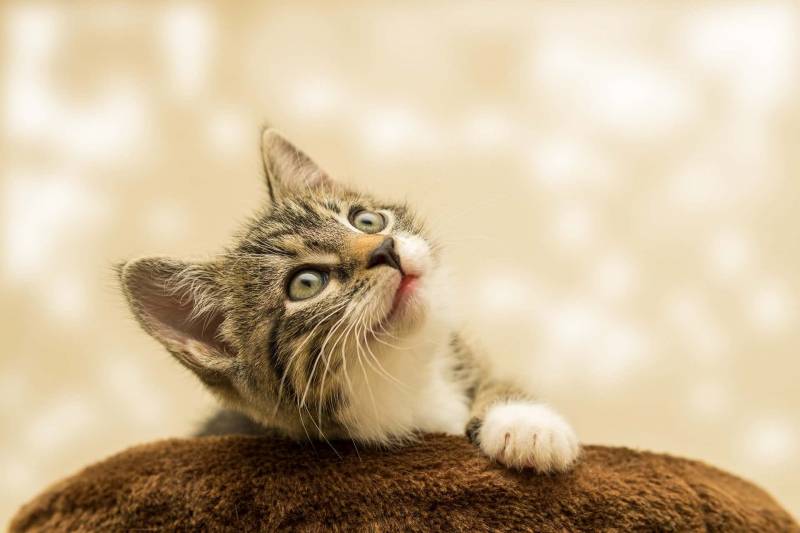 Nomi giapponesi per gatti maschi e femmine gattini giapponesi