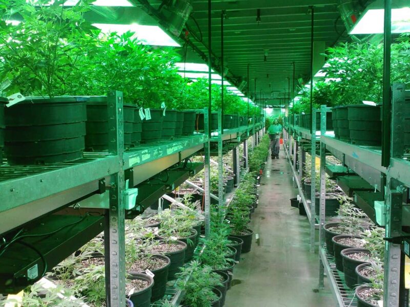 Cannabis light: ecco perché deve essere legalizzata coltivazione legale Cannabis light