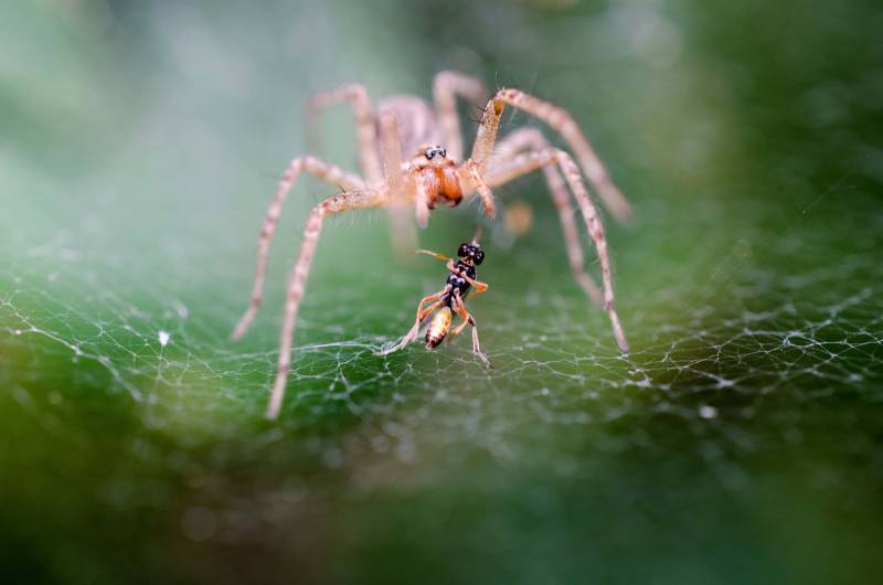 Fobie: paura degli insetti e delle bambole ragno tela formica fobia degli insetti