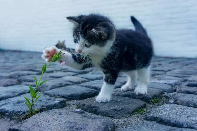nomi per gatti rossi Nomi per gatti maschi e femmine