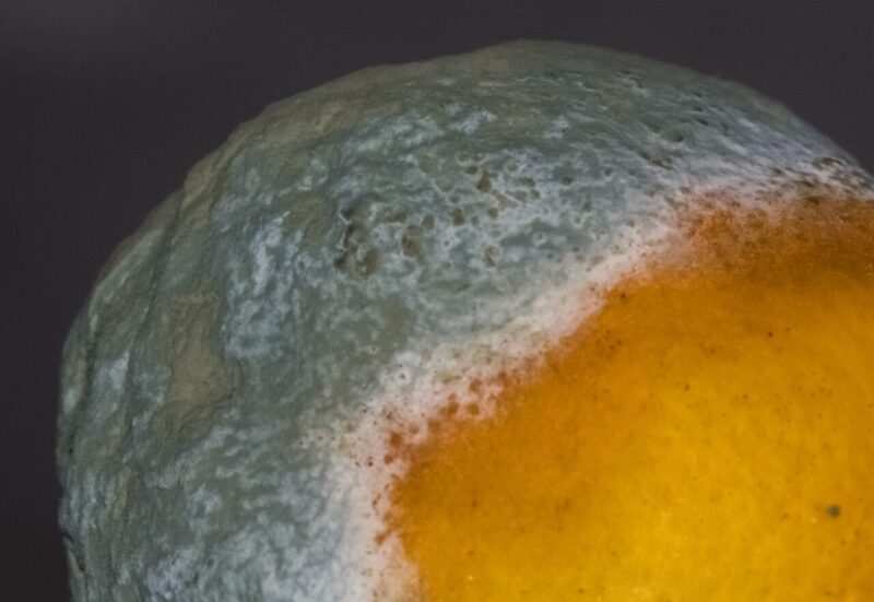 limone ammuffito