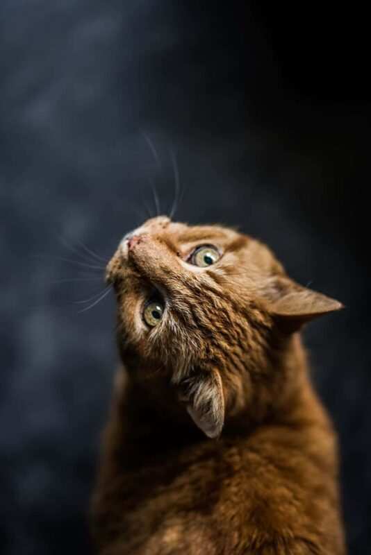 lettiere per gatti lettiere per gatti