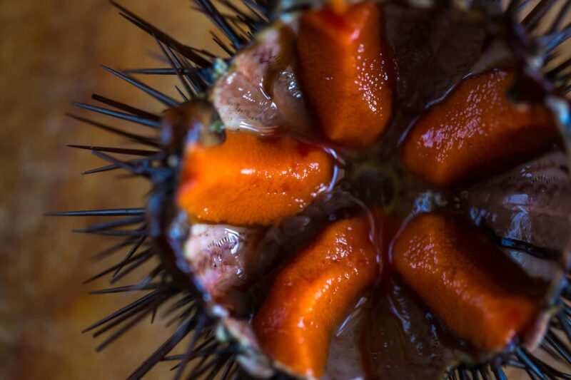 ricci di mare come mangiarli