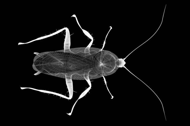 Sognare scarafaggi qual è il significato