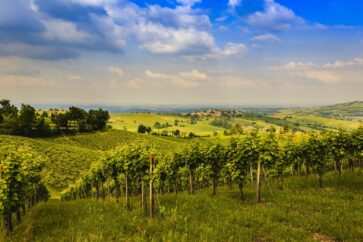 Vigne Piacenza