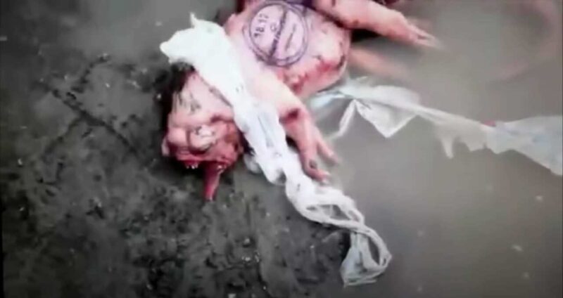 chernchernobyl animale mutato geneticamenteobyl animale mutato geneticamente