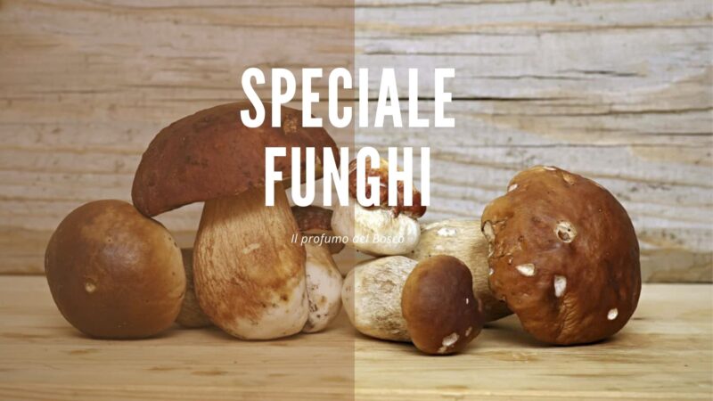 Speciale Funghi 800x450 - Rete News - News guide e consigli su Cucina, Turismo e tanto altro....