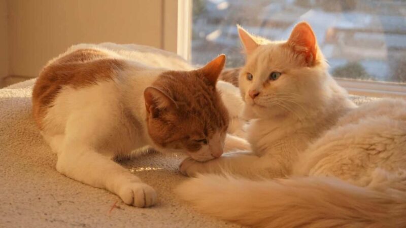 Nomi per coppie di gatti