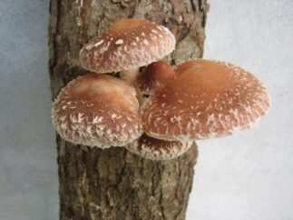 Funghi shiitake
