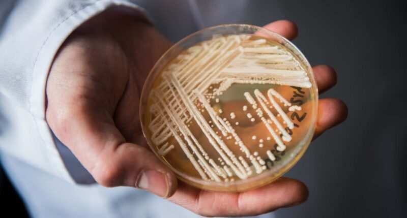 Candida auris: cos’è e come si manifesta